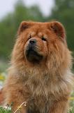 CHOW CHOW 473